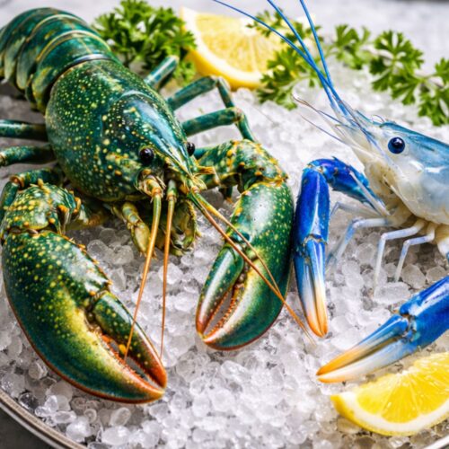 Emerald Lobster and Blue River Prawn